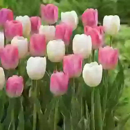 Two Tone Mixture